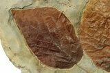 Plate with Two Fossil Leaves (Two Species) - Montana #269303-2